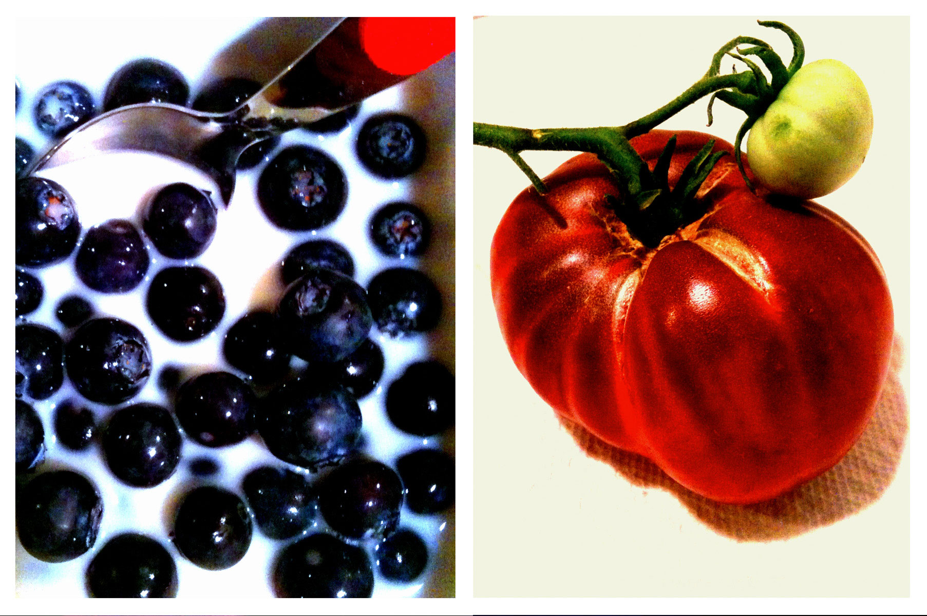 Jasper's Glamor Shot &bull; Labradoodle