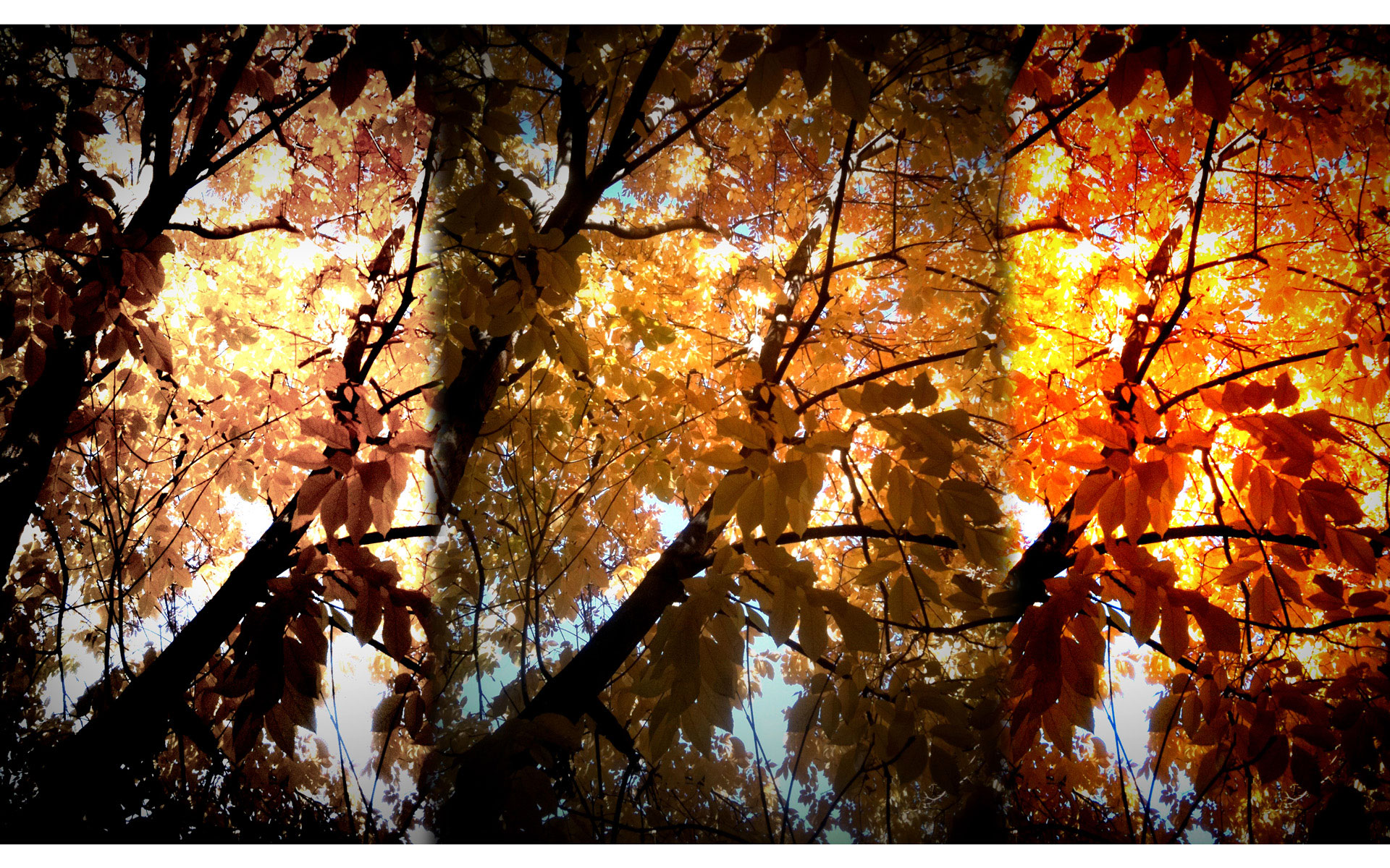 Jasper's Glamor Shot &bull; Labradoodle